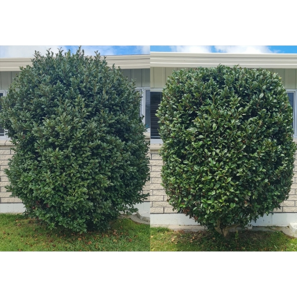 Lawn and garden before and after tidy-up in Te Aroha