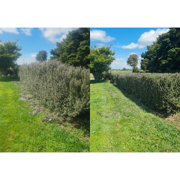 Lawn and garden before and after tidy-up in Te Aroha